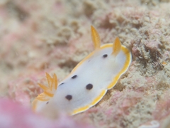 Chromodoris orientalis