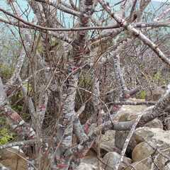 Bursera graveolens