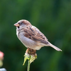 Passer domesticus