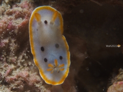 Chromodoris orientalis