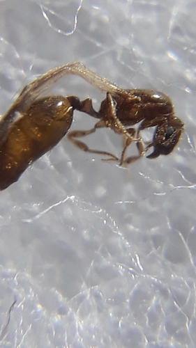 孟加拉盲切叶蚁Carebara bengalensis