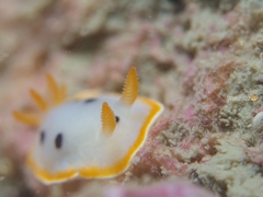 Chromodoris orientalis