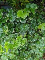 Polyscias balfouriana