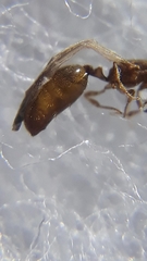 Carebara bengalensis