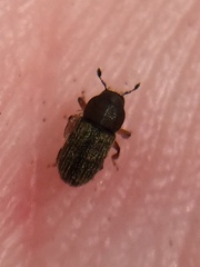 Dendrotrupes