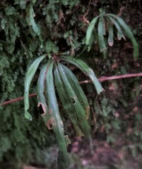 Notogrammitis billardierei