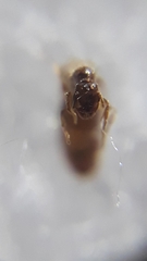Carebara bengalensis