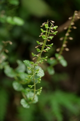 Scutellaria playfairii