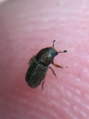 Dendrotrupes