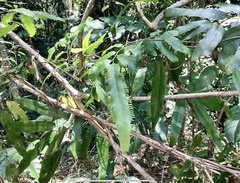 Lygodium reticulatum