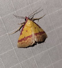 Phytometra rhodarialis