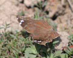 Junonia natalica natalica