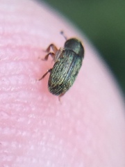 Dendrotrupes