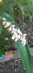 Alpinia