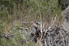 Metriopelia melanoptera