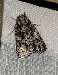 Acronicta afflicta