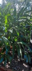 Alpinia