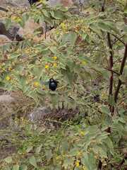 Xylocopa darwini