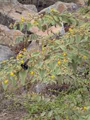 Xylocopa darwini