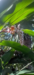 Alpinia