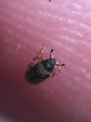 Dendrotrupes