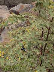 Xylocopa darwini