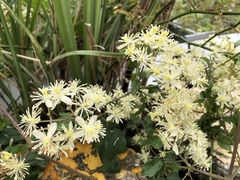Clematis peterae lishanensis
