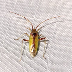 Creontiades rubrinervis