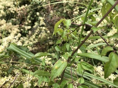 Clematis peterae lishanensis