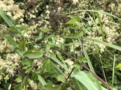 Clematis peterae lishanensis