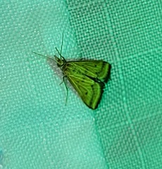 Microtheoris ophionalis