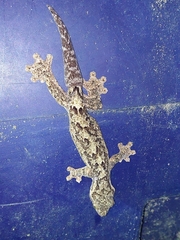 Thecadactylus rapicauda