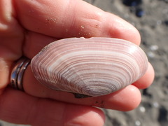 Gari lineolata