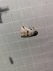 Hyperstrotia aetheria