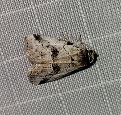 Hyperstrotia aetheria