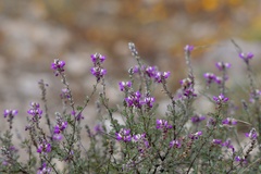 Dalea bicolor