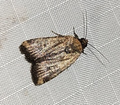 Elaphria chalcedonia