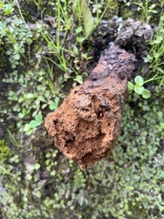 Pisolithus