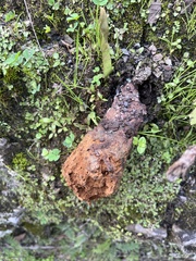 Pisolithus