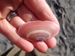 Gari lineolata