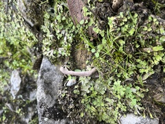 Xylaria