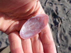 Gari lineolata