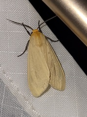 Pareuchaetes insulata