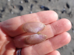 Hiatula nitida