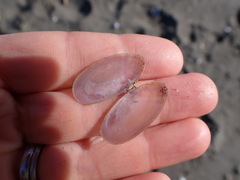 Hiatula nitida