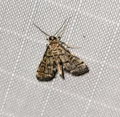 Anageshna primordialis