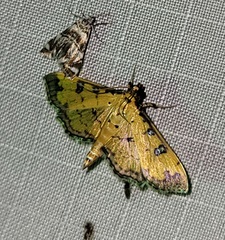 Ategumia ebulealis