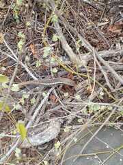 Microlophus bivittatus