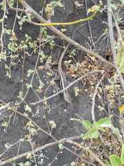 Microlophus bivittatus