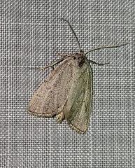 Gabara pulverosalis